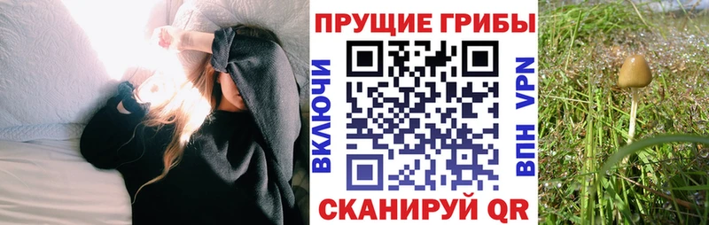 Псилоцибиновые грибы Cubensis  Зерноград 